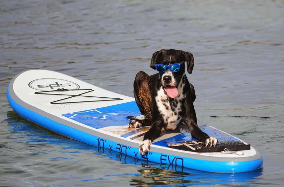 Perro sobre tabla de paddle surf SPS en el mar